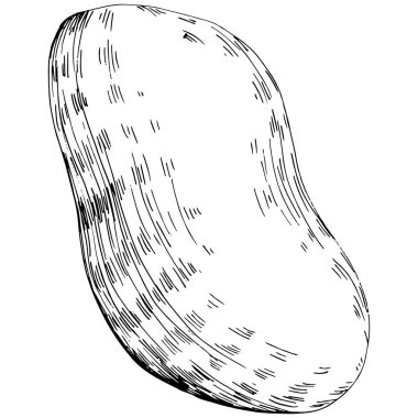 Peanut el çizimi Vektör İllüstrasyonu beyaz arkaplanda izole edildi. Restoran menüsü, market etiketi, logo, amblem ve mutfak tasarımı için Retro style tarım ürünü. Yiyecek ambalajı için dekorasyon.