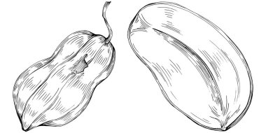 Peanut el çizimi Vektör İllüstrasyonu beyaz arkaplanda izole edildi. Restoran menüsü, market etiketi, logo, amblem ve mutfak tasarımı için Retro style tarım ürünü. Yiyecek ambalajı için dekorasyon.