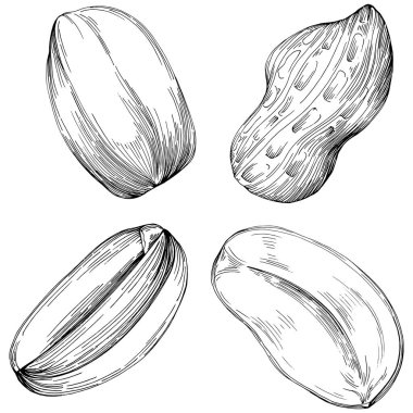 Peanut el çizimi Vektör İllüstrasyonu beyaz arkaplanda izole edildi. Restoran menüsü, market etiketi, logo, amblem ve mutfak tasarımı için Retro style tarım ürünü. Yiyecek ambalajı için dekorasyon.