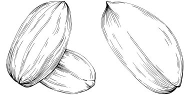 Peanut el çizimi Vektör İllüstrasyonu beyaz arkaplanda izole edildi. Restoran menüsü, market etiketi, logo, amblem ve mutfak tasarımı için Retro style tarım ürünü. Yiyecek ambalajı için dekorasyon.