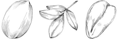 Peanut el çizimi Vektör İllüstrasyonu beyaz arkaplanda izole edildi. Restoran menüsü, market etiketi, logo, amblem ve mutfak tasarımı için Retro style tarım ürünü. Yiyecek ambalajı için dekorasyon.