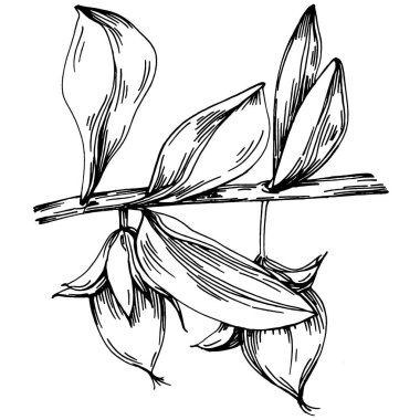 Jojoba ağacı ve fasulyeleri beyaz arka planda elle çizim yapıyorlar. İşlenmiş stil illüstrasyonlu izole bir nesne. Tasarım logosu, menü, etiket, simge, pul için en iyisi.