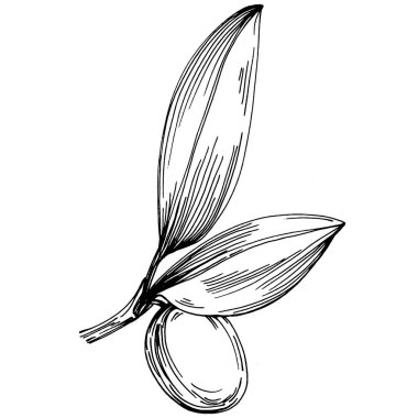 Jojoba ağacı ve fasulyeleri beyaz arka planda elle çizim yapıyorlar. İşlenmiş stil illüstrasyonlu izole bir nesne. Tasarım logosu, menü, etiket, simge, pul için en iyisi.