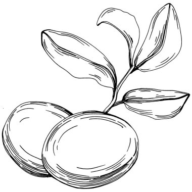 Jojoba ağacı ve fasulyeleri beyaz arka planda elle çizim yapıyorlar. İşlenmiş stil illüstrasyonlu izole bir nesne. Tasarım logosu, menü, etiket, simge, pul için en iyisi.
