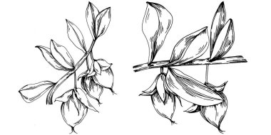 Jojoba ağacı ve fasulyeleri beyaz arka planda elle çizim yapıyorlar. İşlenmiş stil illüstrasyonlu izole bir nesne. Tasarım logosu, menü, etiket, simge, pul için en iyisi.