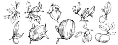 Jojoba ağacı ve fasulyeleri beyaz arka planda elle çizim yapıyorlar. İşlenmiş stil illüstrasyonlu izole bir nesne. Tasarım logosu, menü, etiket, simge, pul için en iyisi.