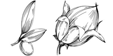 Jojoba ağacı ve fasulyeleri beyaz arka planda elle çizim yapıyorlar. İşlenmiş stil illüstrasyonlu izole bir nesne. Tasarım logosu, menü, etiket, simge, pul için en iyisi.