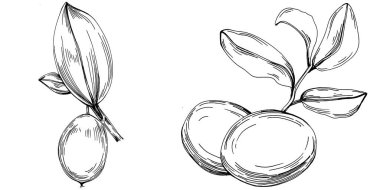 Jojoba ağacı ve fasulyeleri beyaz arka planda elle çizim yapıyorlar. İşlenmiş stil illüstrasyonlu izole bir nesne. Tasarım logosu, menü, etiket, simge, pul için en iyisi.