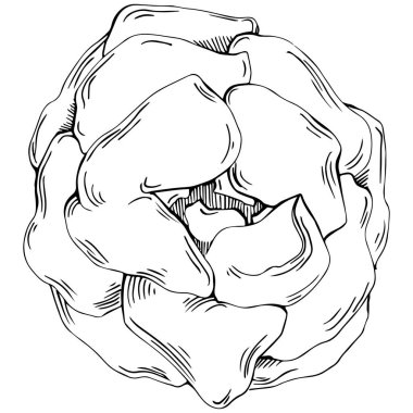 Şakayık çiçeği. Çiçekli botanik çiçeği. İzole illüstrasyon elementi. Arkaplan, doku, ambalaj deseni, çerçeve veya kenar çizimi için vektör el.