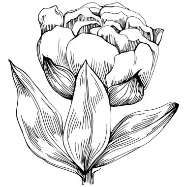 Şakayık çiçeği. Çiçekli botanik çiçeği. İzole illüstrasyon elementi. Arkaplan, doku, ambalaj deseni, çerçeve veya kenar çizimi için vektör el.