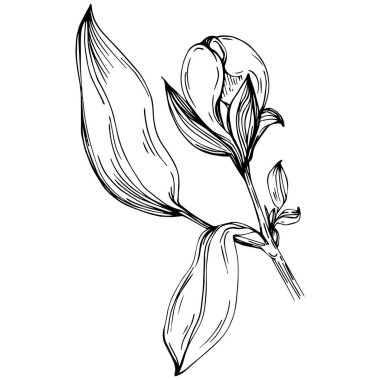 Şakayık çiçeği. Çiçekli botanik çiçeği. İzole illüstrasyon elementi. Arkaplan, doku, ambalaj deseni, çerçeve veya kenar çizimi için vektör el.