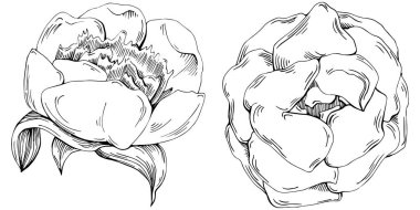 Şakayık çiçeği. Çiçekli botanik çiçeği. İzole illüstrasyon elementi. Arkaplan, doku, ambalaj deseni, çerçeve veya kenar çizimi için vektör el.