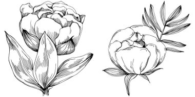 Şakayık çiçeği. Çiçekli botanik çiçeği. İzole illüstrasyon elementi. Arkaplan, doku, ambalaj deseni, çerçeve veya kenar çizimi için vektör el.