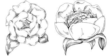 Şakayık çiçeği. Çiçekli botanik çiçeği. İzole illüstrasyon elementi. Arkaplan, doku, ambalaj deseni, çerçeve veya kenar çizimi için vektör el.