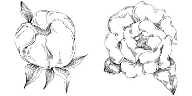 Şakayık çiçeği. Çiçekli botanik çiçeği. İzole illüstrasyon elementi. Arkaplan, doku, ambalaj deseni, çerçeve veya kenar çizimi için vektör el.