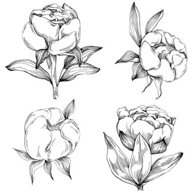 Şakayık çiçeği. Çiçekli botanik çiçeği. İzole illüstrasyon elementi. Arkaplan, doku, ambalaj deseni, çerçeve veya kenar çizimi için vektör el.
