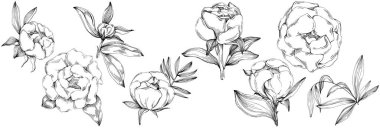 Şakayık çiçeği. Çiçekli botanik çiçeği. İzole illüstrasyon elementi. Arkaplan, doku, ambalaj deseni, çerçeve veya kenar çizimi için vektör el.