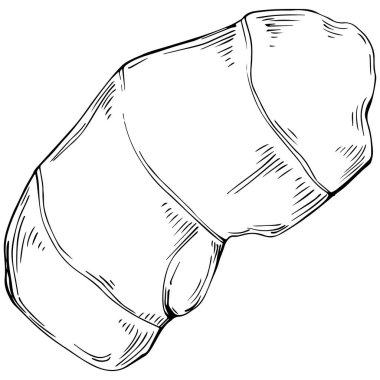 Zencefil vektörü bitkiyi izole etti. Bitki oymalı stil illüstrasyon. Detaylı organik ürün skeci. Tasarım logosu, menü, etiket, simge, pul için en iyisi.