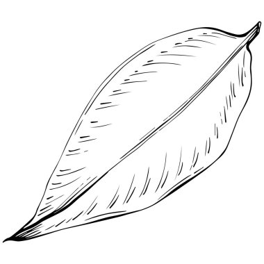 Zencefilli vektör bitkiyi yapraklarla izole etti. Bitki oymalı stil illüstrasyon. Detaylı organik ürün skeci. Tasarım logosu, menü, etiket, simge, pul için en iyisi.