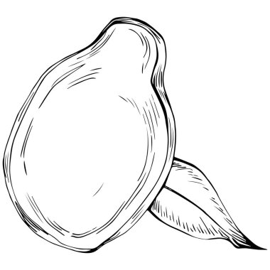 Zencefil vektörü bitkiyi izole etti. Bitki oymalı stil illüstrasyon. Detaylı organik ürün skeci. Tasarım logosu, menü, etiket, simge, pul için en iyisi.