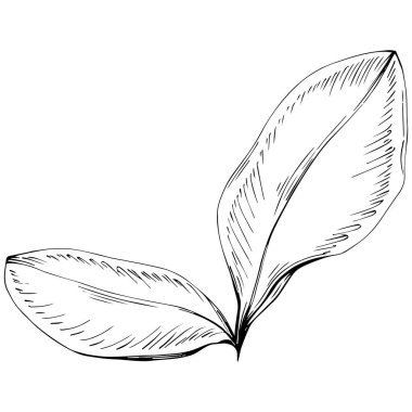 Zencefilli vektör bitkiyi yapraklarla izole etti. Bitki oymalı stil illüstrasyon. Detaylı organik ürün skeci. Tasarım logosu, menü, etiket, simge, pul için en iyisi.