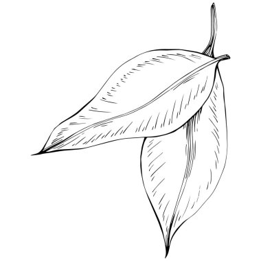 Zencefilli vektör bitkiyi yapraklarla izole etti. Bitki oymalı stil illüstrasyon. Detaylı organik ürün skeci. Tasarım logosu, menü, etiket, simge, pul için en iyisi.