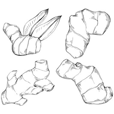 Zencefilli vektör bitkiyi yapraklarla izole etti. Bitki oymalı stil illüstrasyon. Detaylı organik ürün skeci. Tasarım logosu, menü, etiket, simge, pul için en iyisi.