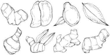 Zencefilli vektör bitkiyi yapraklarla izole etti. Bitki oymalı stil illüstrasyon. Detaylı organik ürün skeci. Tasarım logosu, menü, etiket, simge, pul için en iyisi.