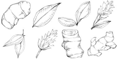 Zencefilli vektör bitkiyi yapraklarla izole etti. Bitki oymalı stil illüstrasyon. Detaylı organik ürün skeci. Tasarım logosu, menü, etiket, simge, pul için en iyisi.