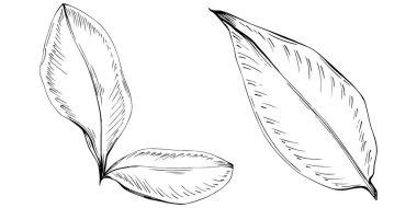 Zencefilli vektör bitkiyi yapraklarla izole etti. Bitki oymalı stil illüstrasyon. Detaylı organik ürün skeci. Tasarım logosu, menü, etiket, simge, pul için en iyisi.