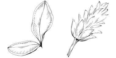 Zencefilli vektör bitkiyi yapraklarla izole etti. Bitki oymalı stil illüstrasyon. Detaylı organik ürün skeci. Tasarım logosu, menü, etiket, simge, pul için en iyisi.