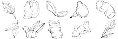 Zencefilli vektör bitkiyi yapraklarla izole etti. Bitki oymalı stil illüstrasyon. Detaylı organik ürün skeci. Tasarım logosu, menü, etiket, simge, pul için en iyisi.