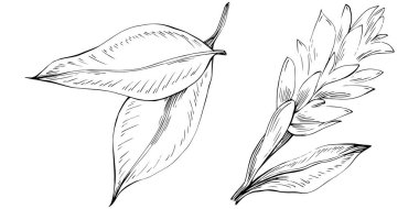 Zencefilli vektör bitkiyi yapraklarla izole etti. Bitki oymalı stil illüstrasyon. Detaylı organik ürün skeci. Tasarım logosu, menü, etiket, simge, pul için en iyisi.