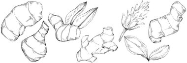 Zencefilli vektör bitkiyi yapraklarla izole etti. Bitki oymalı stil illüstrasyon. Detaylı organik ürün skeci. Tasarım logosu, menü, etiket, simge, pul için en iyisi.