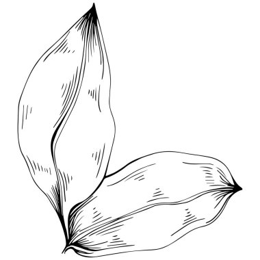 Körfez yaprağı vektörü izole edilmiş bitki 