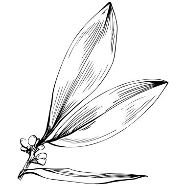 Körfez yaprağı vektörü izole edilmiş bitki 