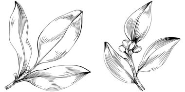 Körfez yaprağı vektörü izole edilmiş bitki 