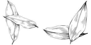 Körfez yaprağı vektörü izole edilmiş bitki 