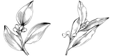 Körfez yaprağı vektörü izole edilmiş bitki 