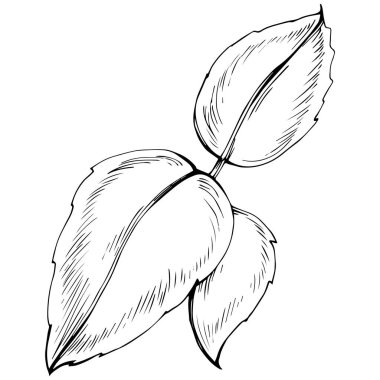 Naneli taslak vektörü izole edildi.