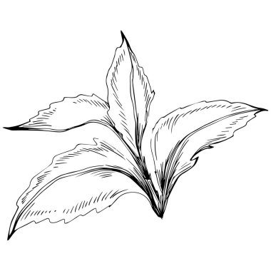 Naneli taslak vektörü izole edildi.