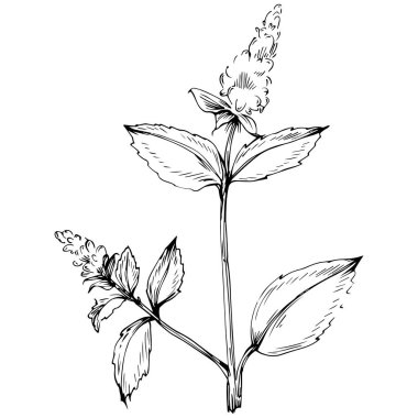 Naneli taslak vektörü izole edildi.