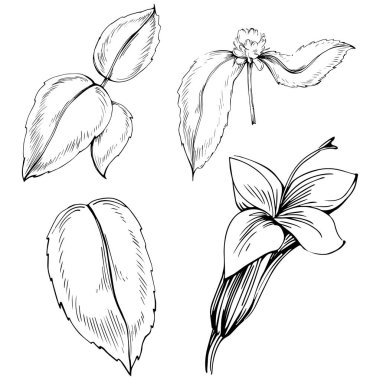 Naneli taslak vektörü izole edildi.