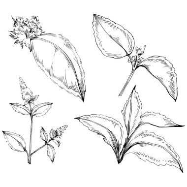 Naneli taslak vektörü izole edildi.