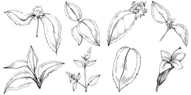 Naneli taslak vektörü izole edildi.