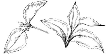 Naneli taslak vektörü izole edildi.