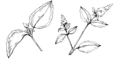 Naneli taslak vektörü izole edildi.