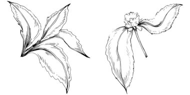 Naneli taslak vektörü izole edildi.