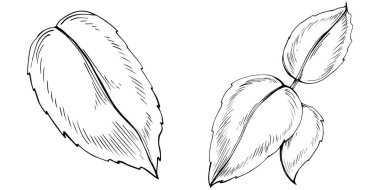 Naneli taslak vektörü izole edildi.