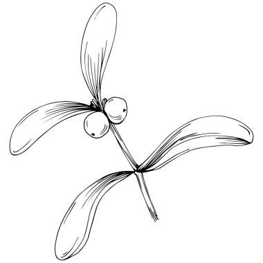 Ökse otu çizimi. Keçiboynuzu ağacı doğası oymalı bir tasvir. Detaylı bitki ürünü. Tasarım logosu, menü, etiket, simge, pul için en iyisi.